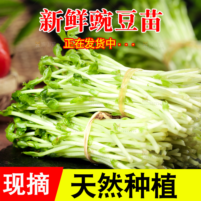 黑石板上的豌豆芽苗菜