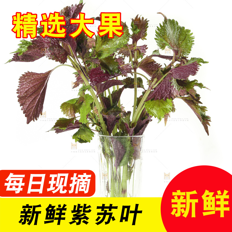 白底上的紫苏叶