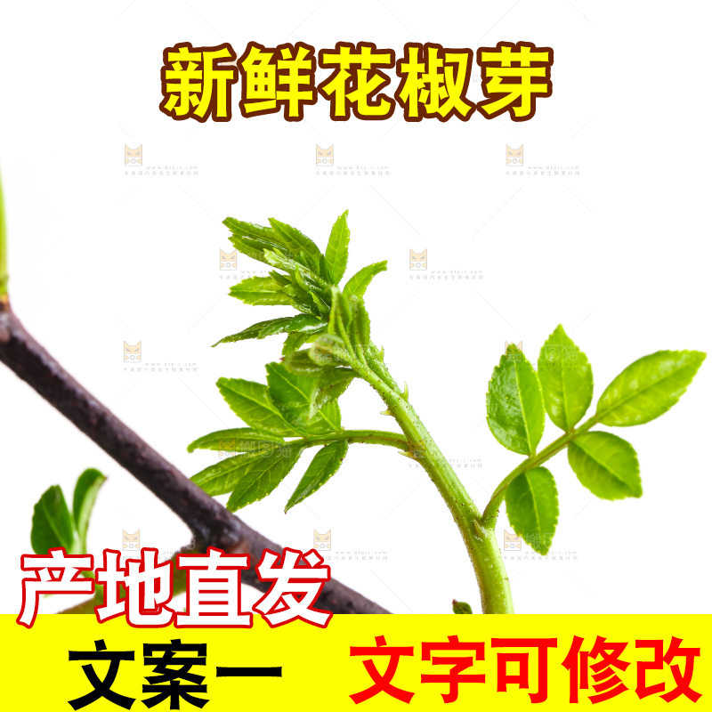 白底上的新鲜花椒芽