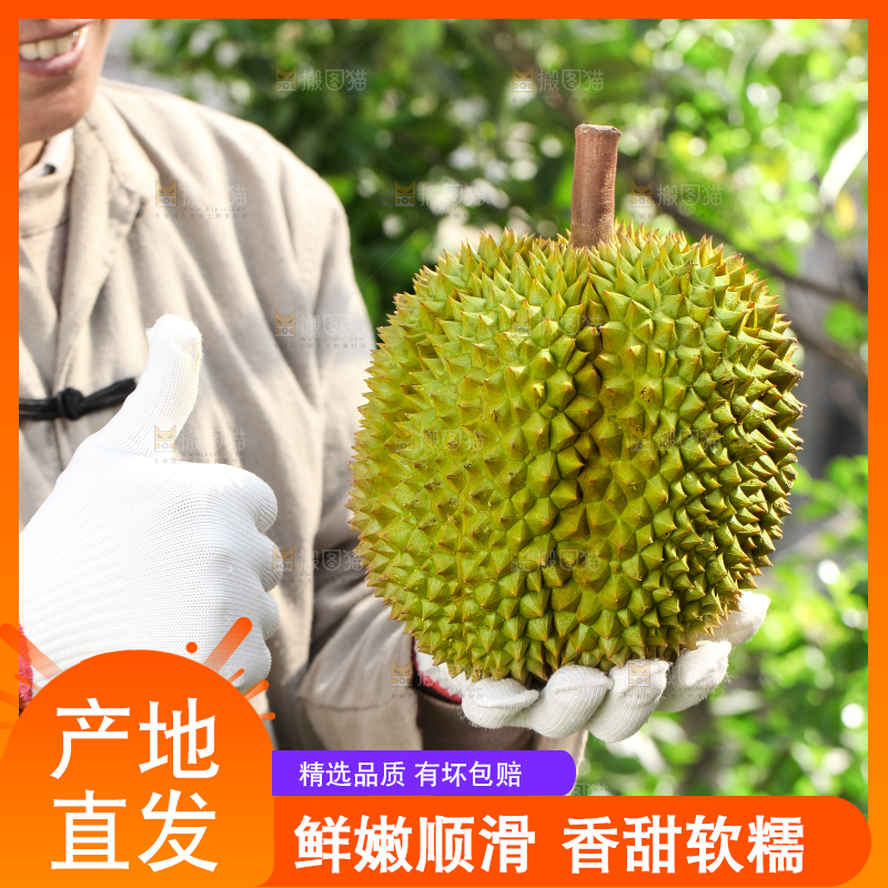 农民手里拿着泰国甲仑榴莲