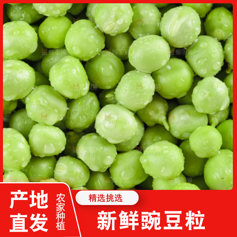 白底上的云南新鲜豌豆