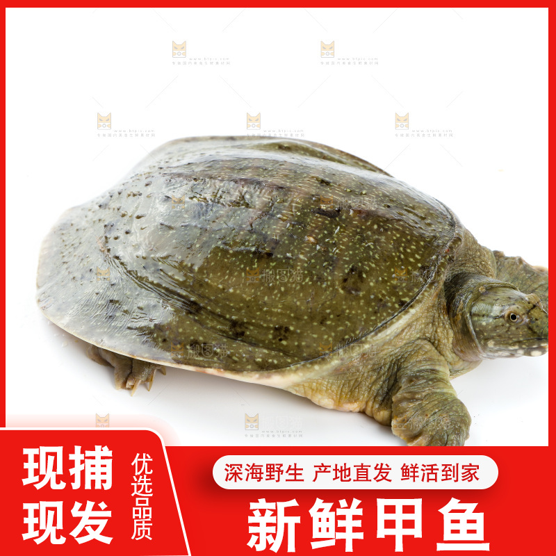白底上的团鱼
