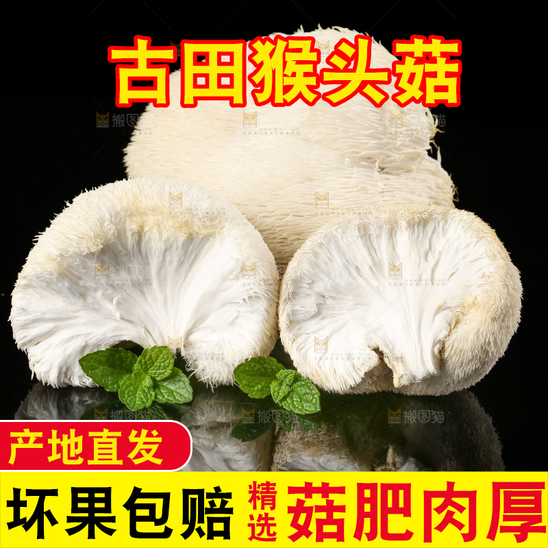 黑石板上的古田猴头菇