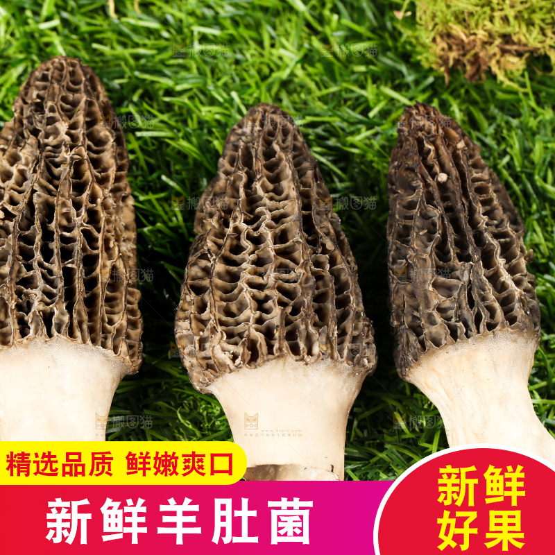 草地上的羊肚菌