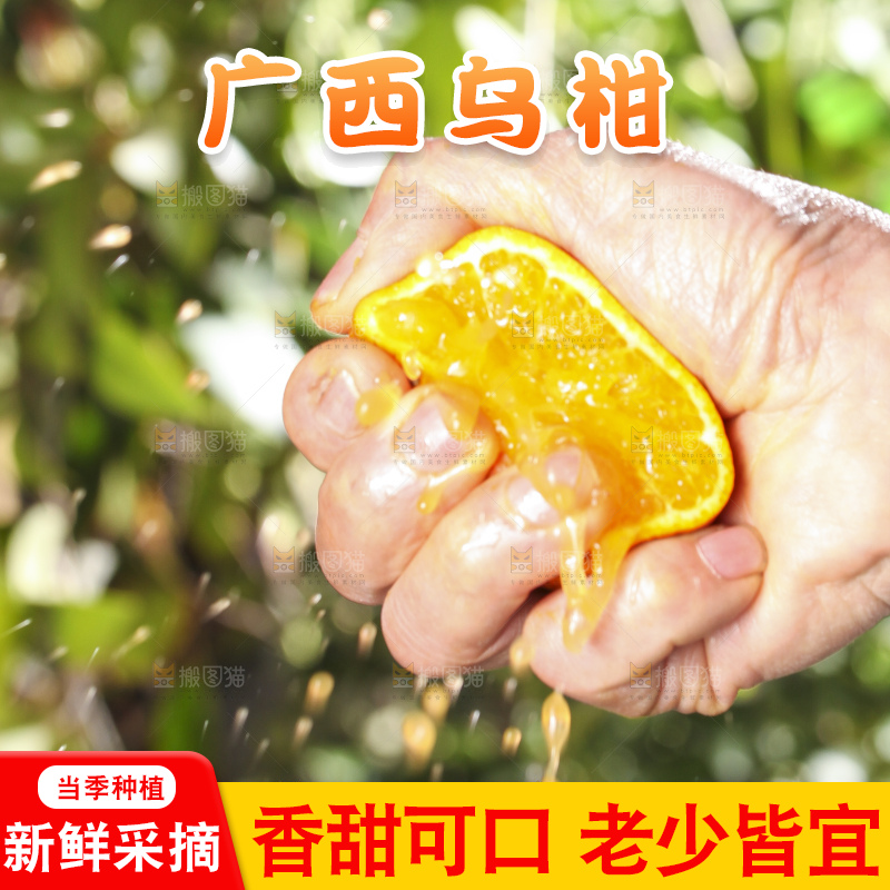 手拿切开的乌柑