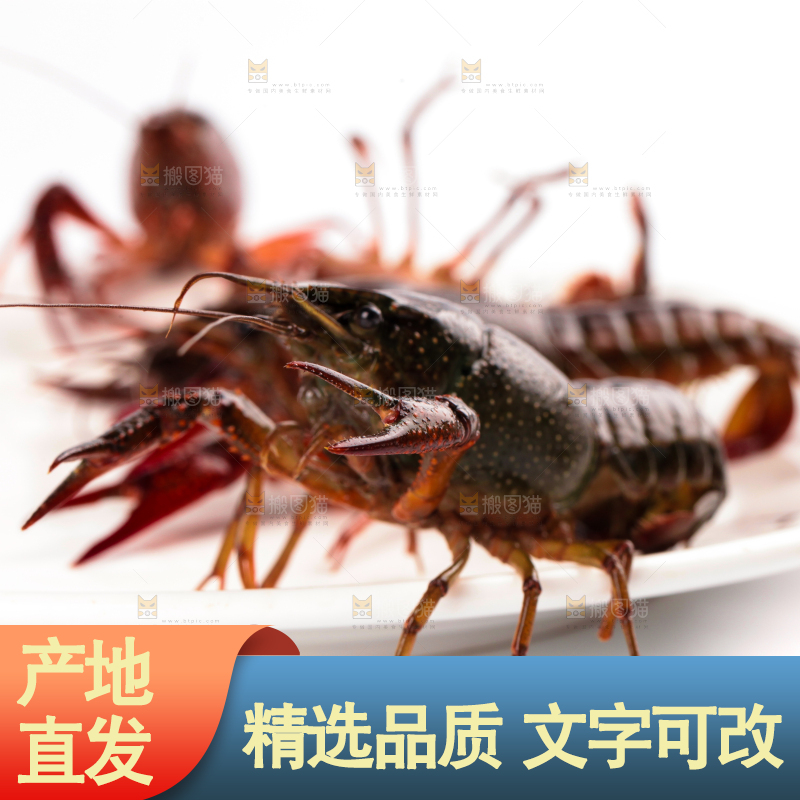 盘子里的鲜活龙虾