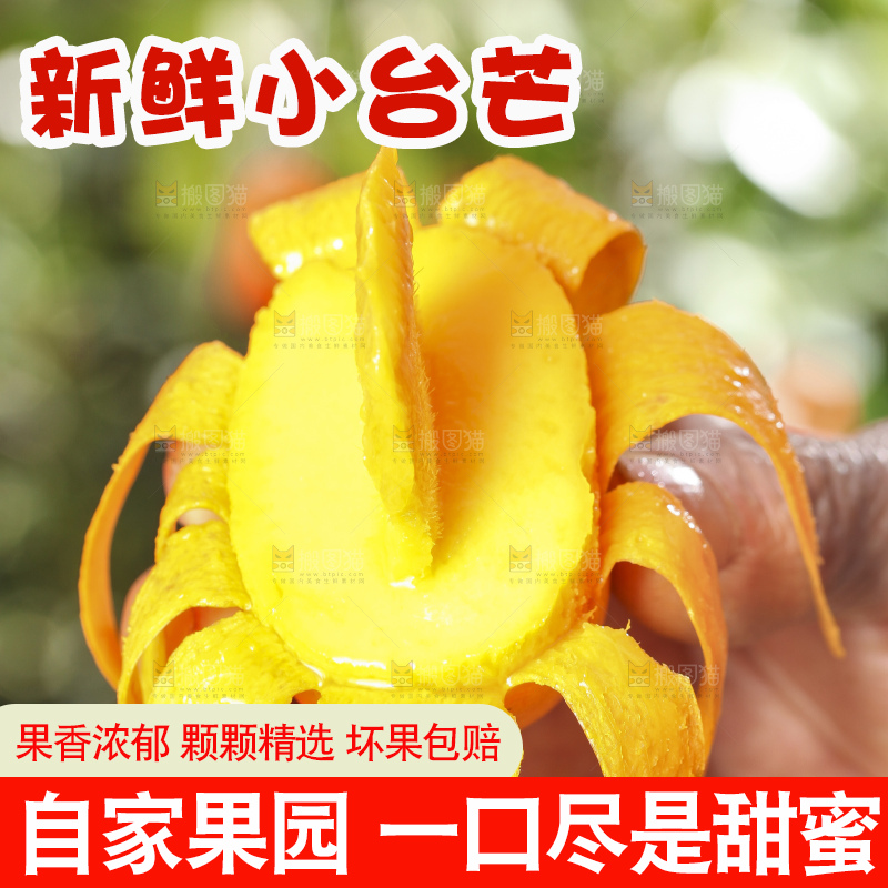 手拿剥皮的台农芒果