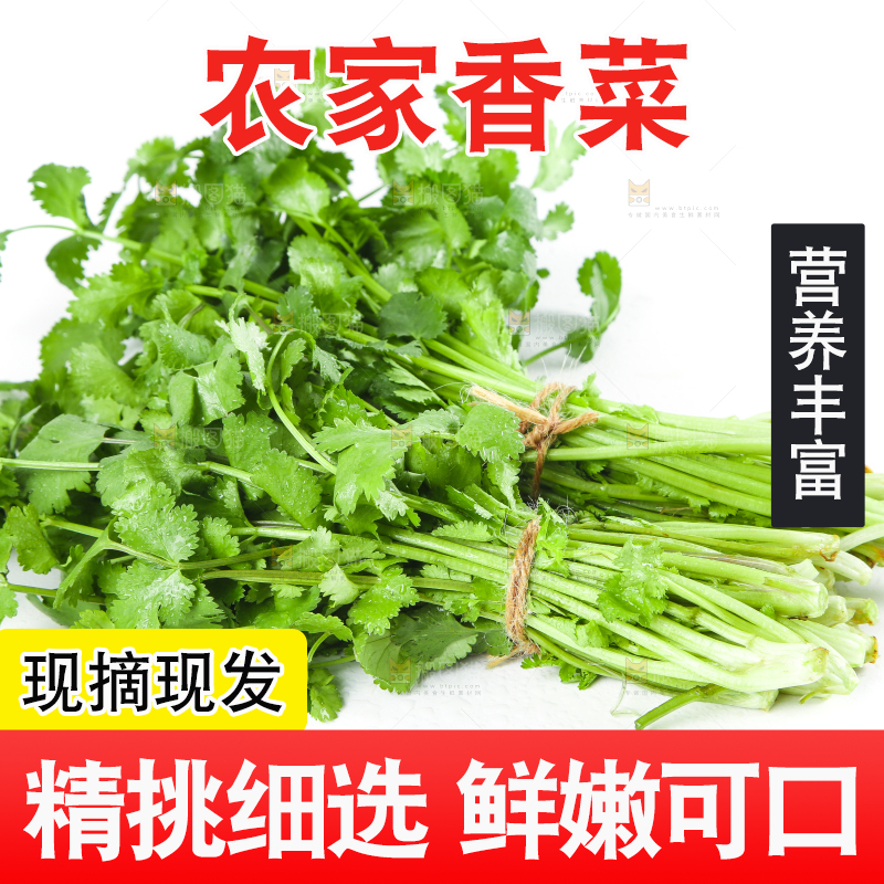 白底上的小叶香菜