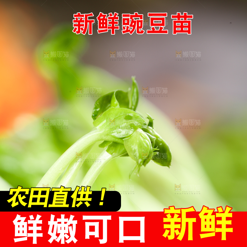 篮子里的豌豆芽苗菜