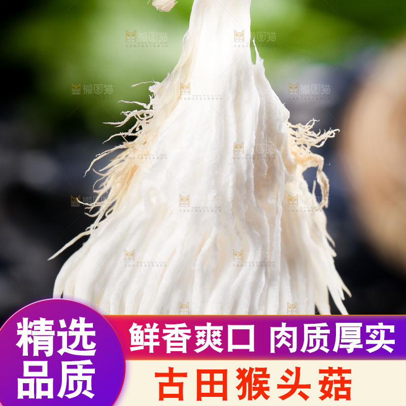 手里拿着长白山猴头菇