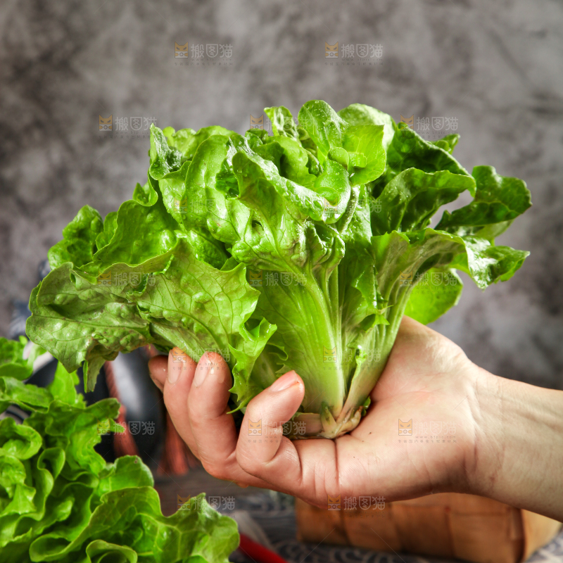 手拿新鲜生菜