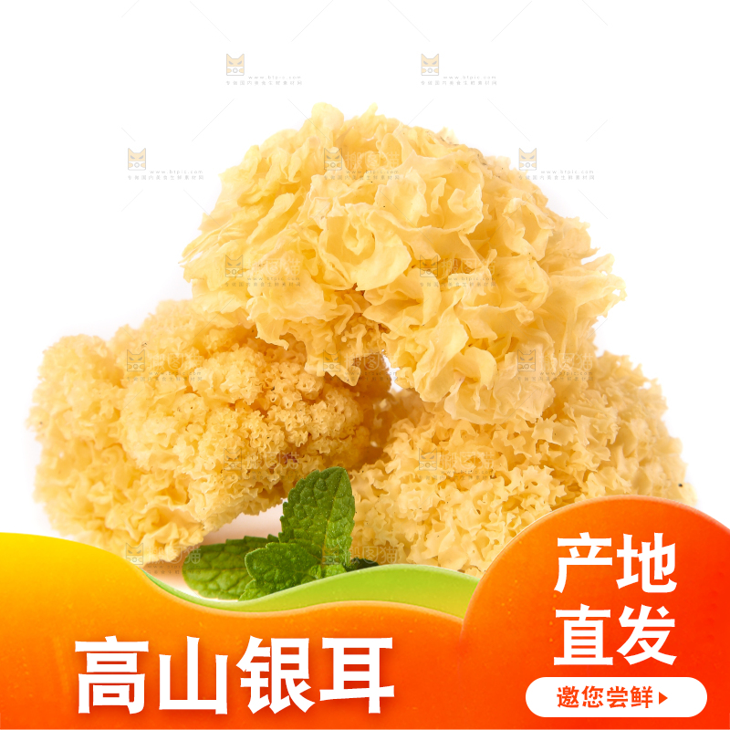 白底上的雪银耳
