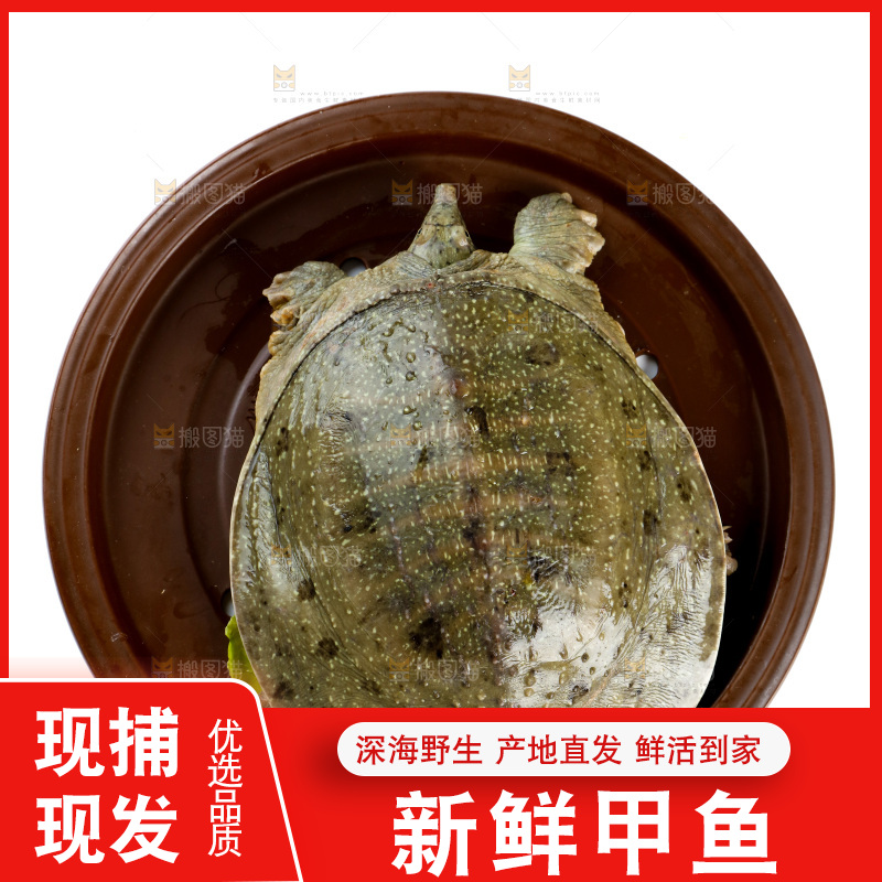 盆子里装着中华鳖