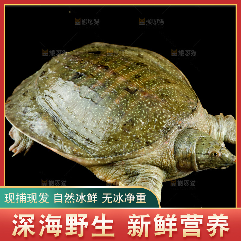木板上放着大甲鱼