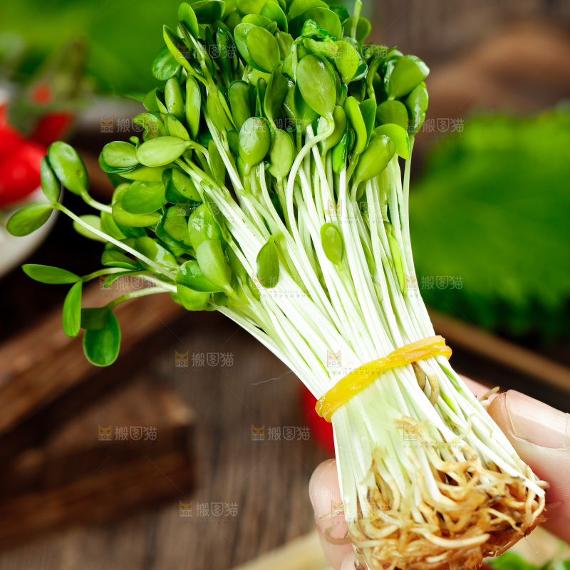 手拿香椿苗芽