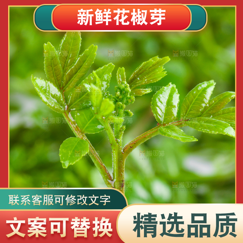 白底上的新鲜花椒芽