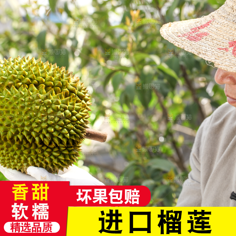 农民手里拿着泰国甲仑榴莲
