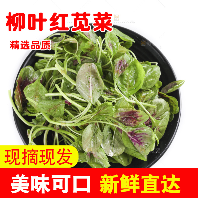 一盘农家苋菜放在白底上