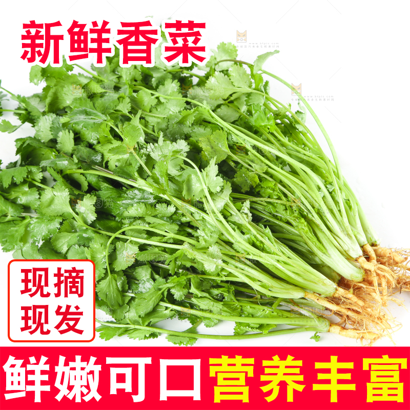 白底上的香菜