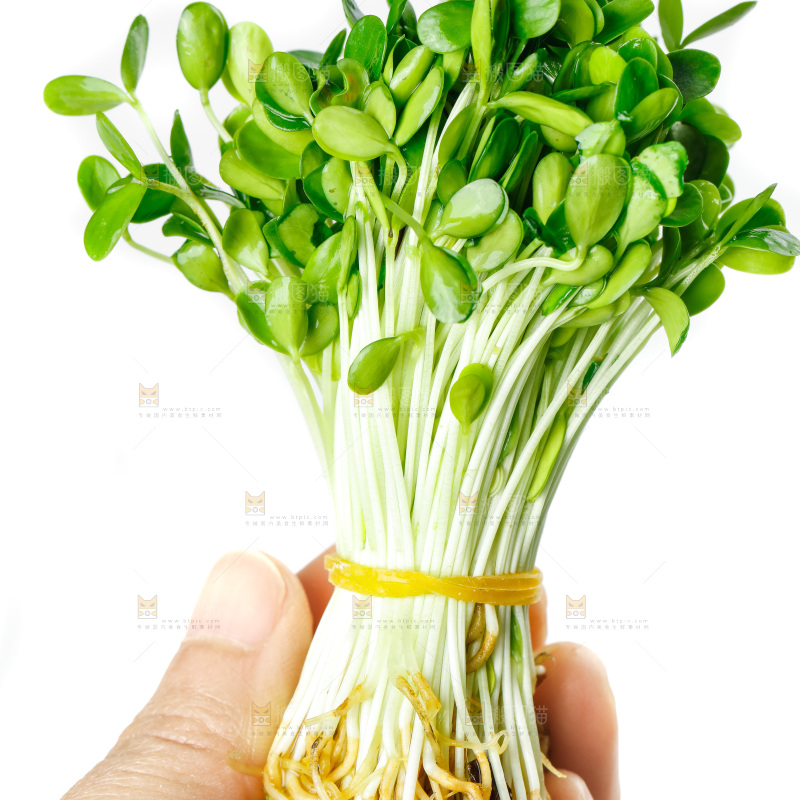 手拿香椿芽