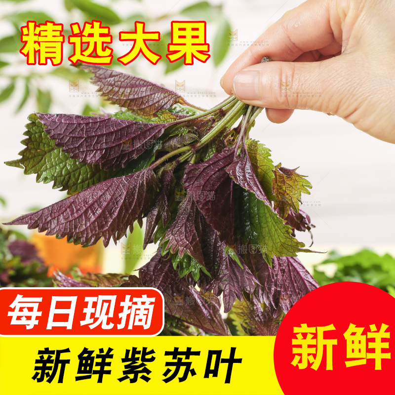 手拿紫苏叶