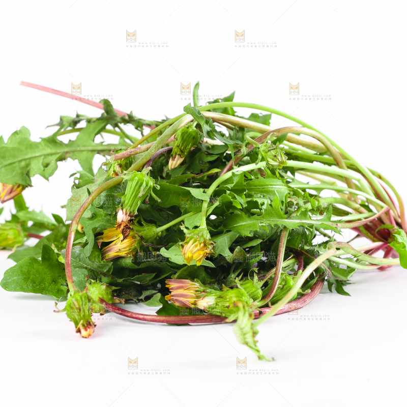 白底上的新鲜蒲公英