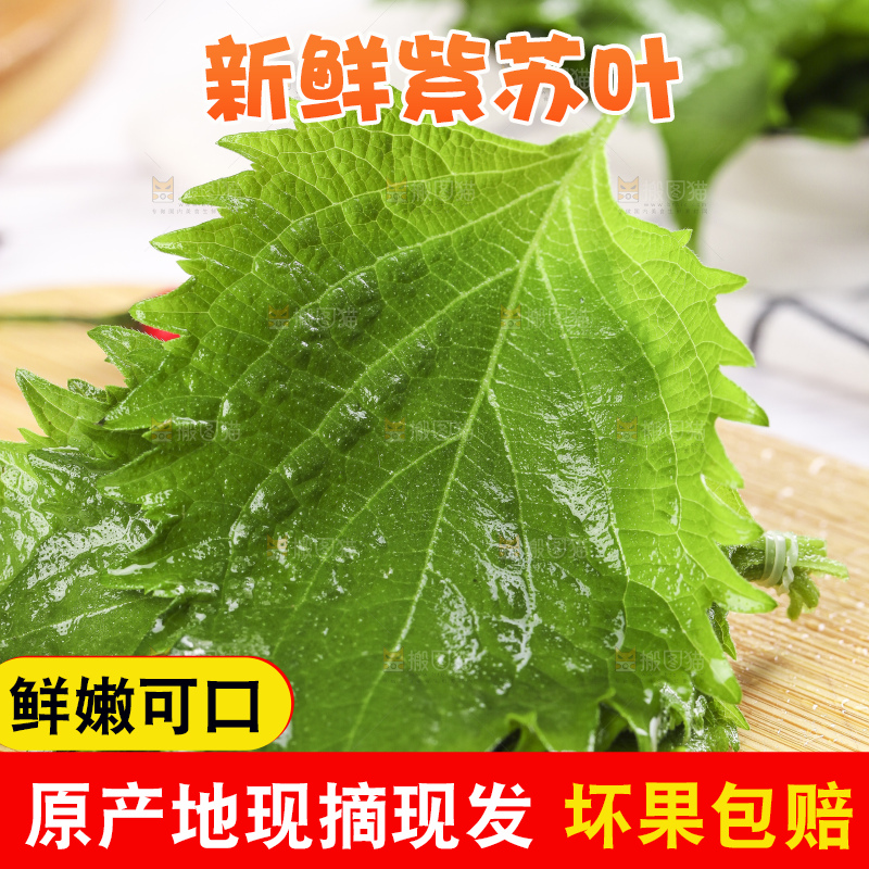 新鲜的绿紫苏叶放在木底上