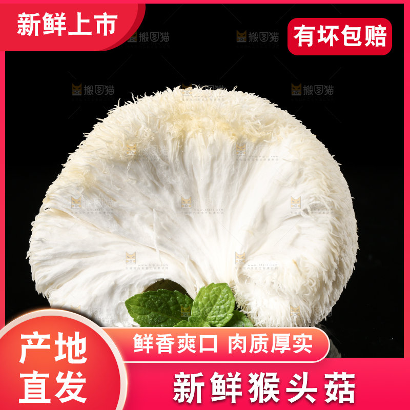 黑石板上的古田猴头菇