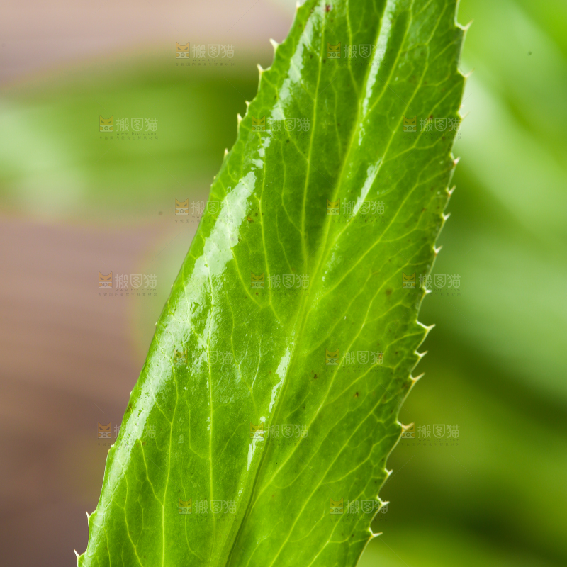 浅底上的云南大香菜