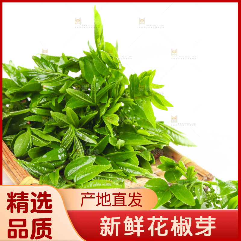 新鲜的花椒芽苗放在白底上