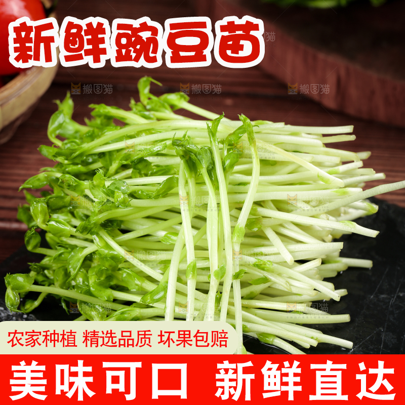 黑石板上的豌豆芽苗菜