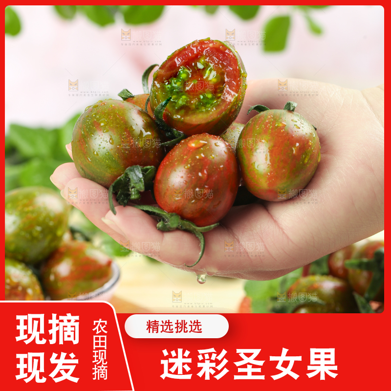 手拿迷彩小番茄