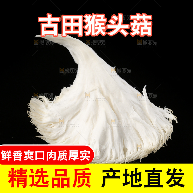 黑石板上的古田猴头菇