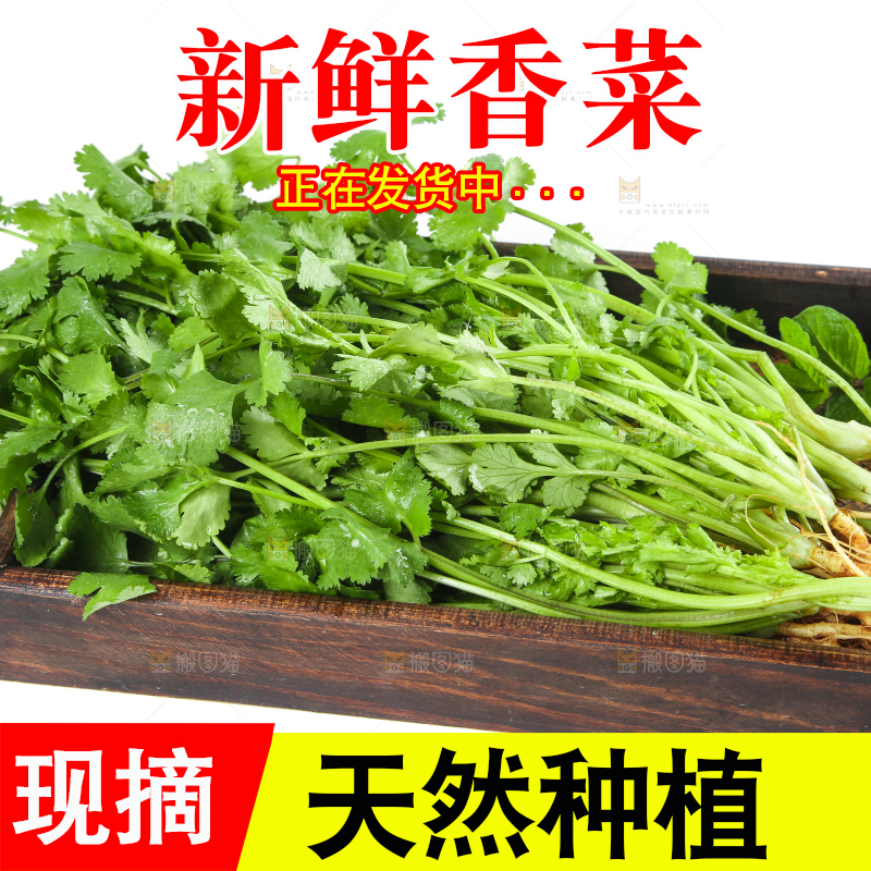 白底上放着一盘四季香菜