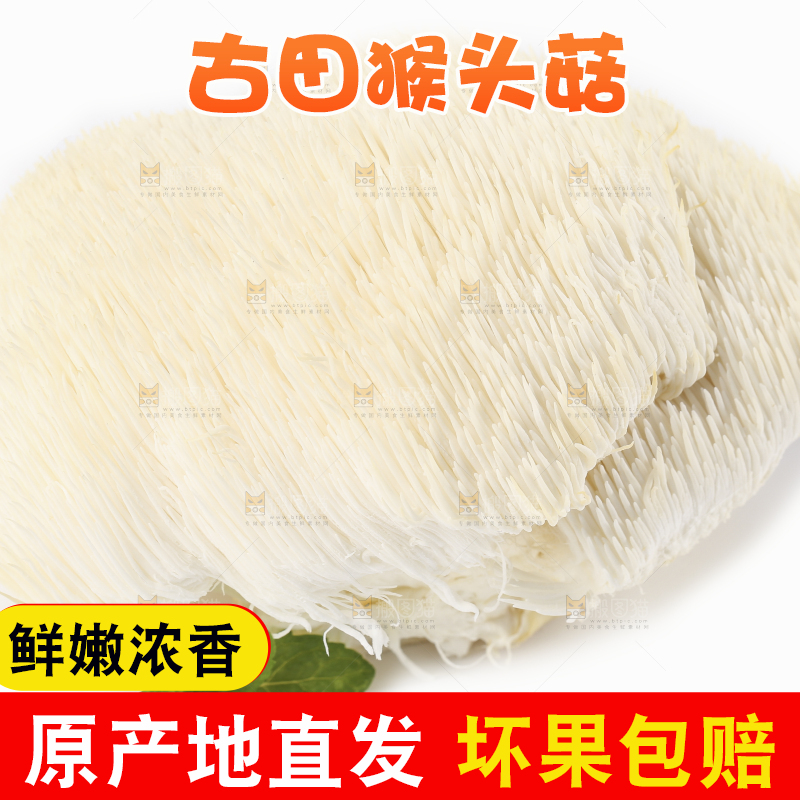 白底上的长白山猴头菇