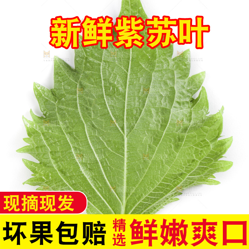 白底上的绿紫苏叶