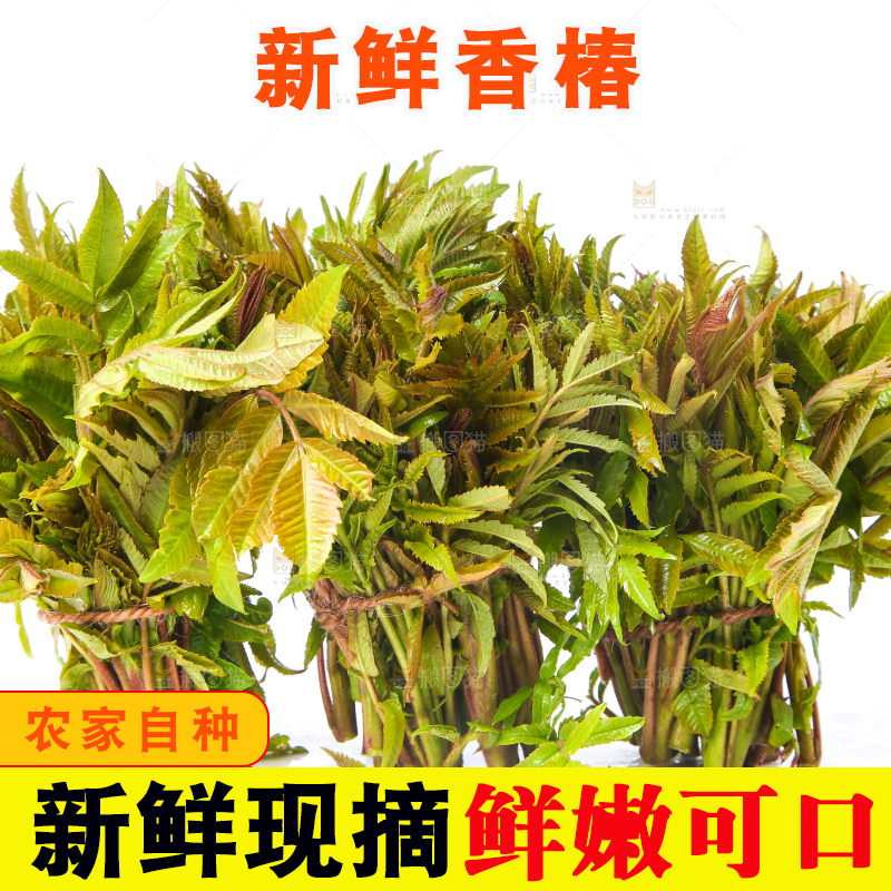 白底上放着野生香椿芽