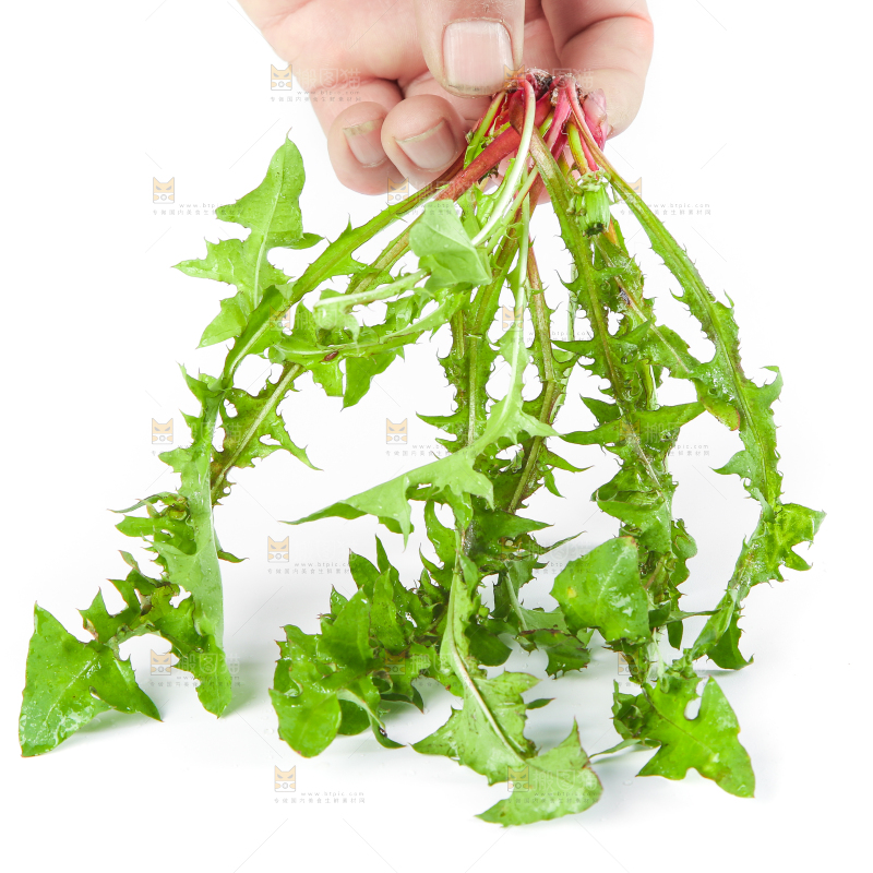 手拿黄花地丁