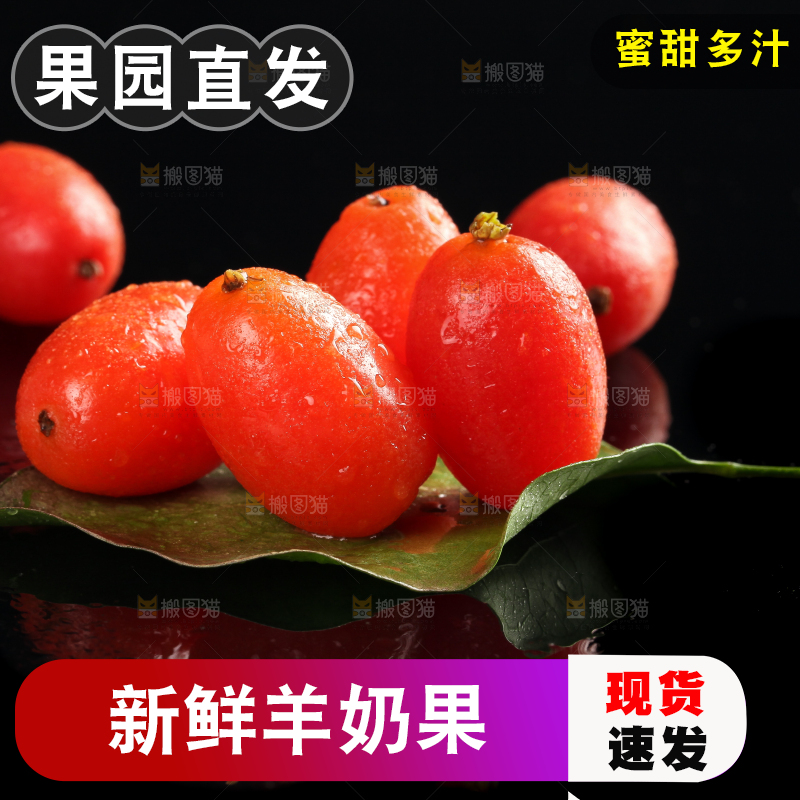 树叶上的云南羊奶果