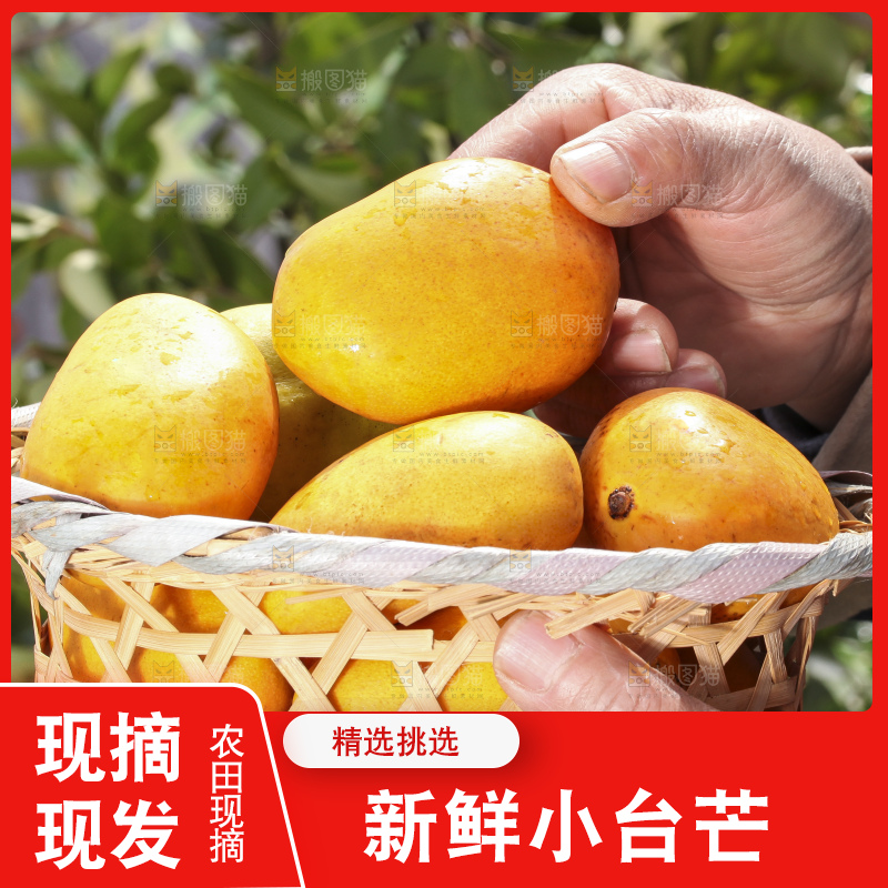 手拿一筐广西小台芒