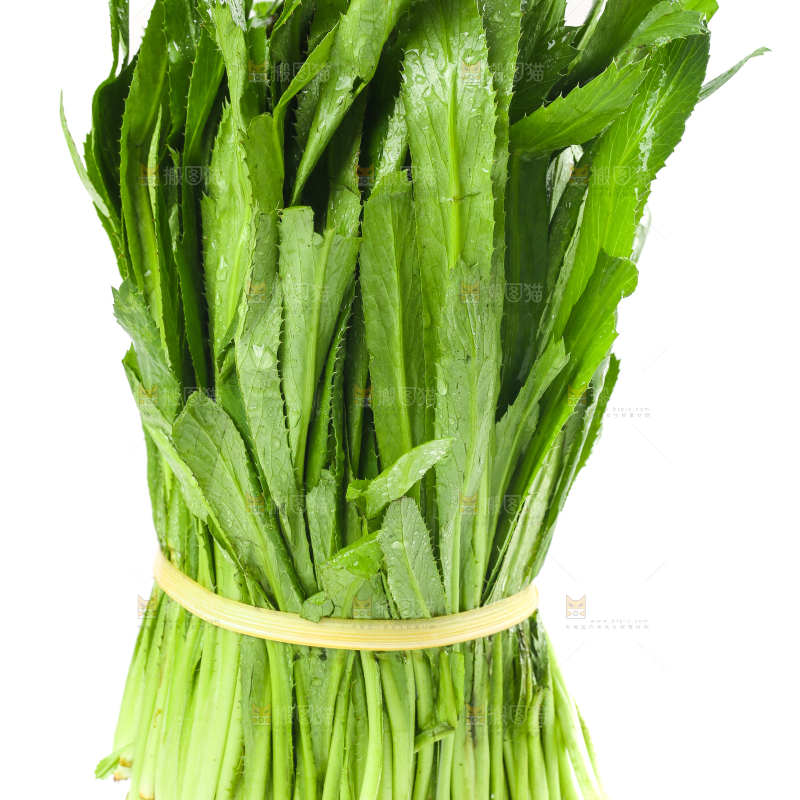 一捆云南大香菜放在白底上