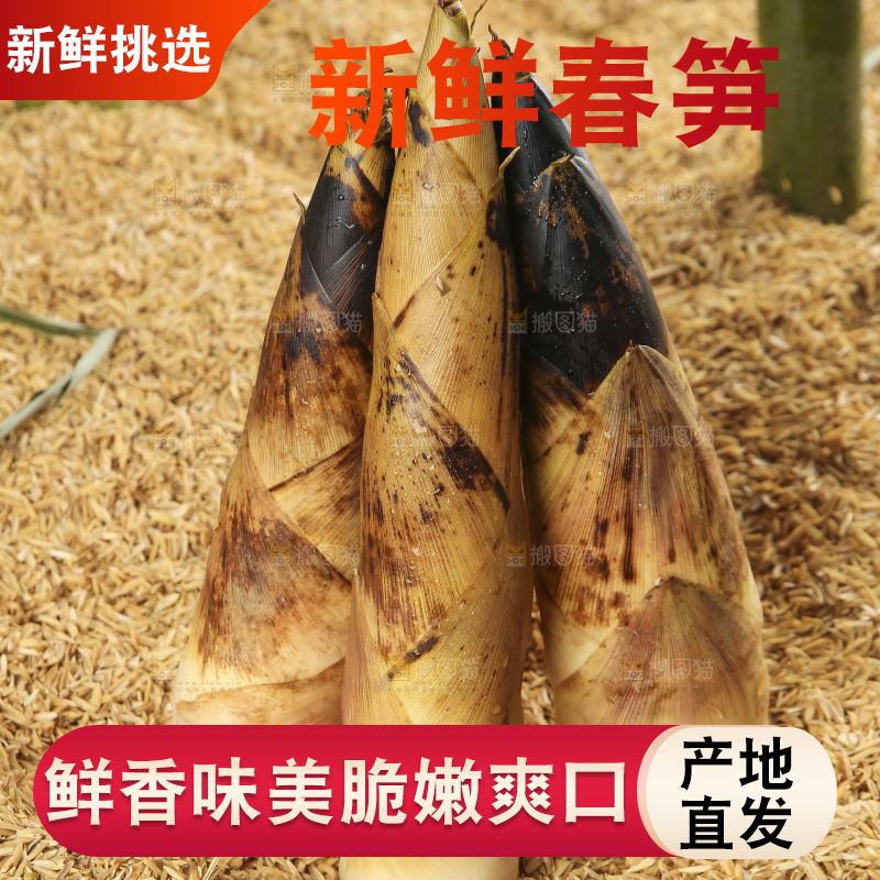 浅底上的春笋