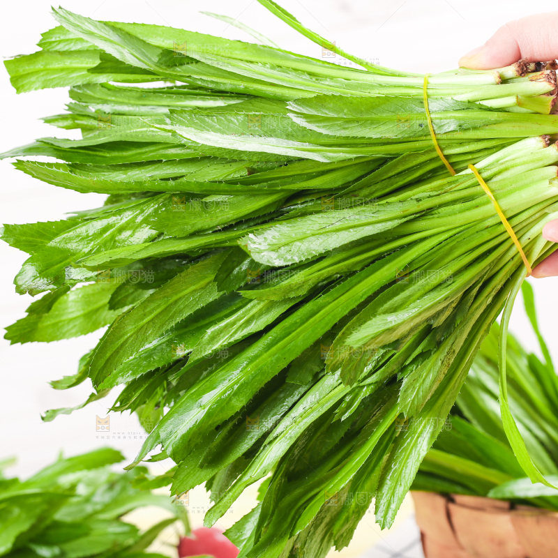 手拿云南大香菜