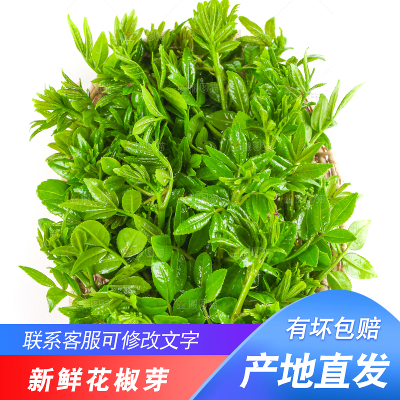 一盘花椒芽苗放在白底上