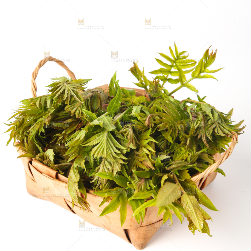 白底上放着一篮香椿芽