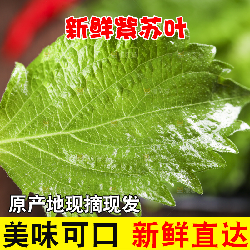 手拿紫苏叶