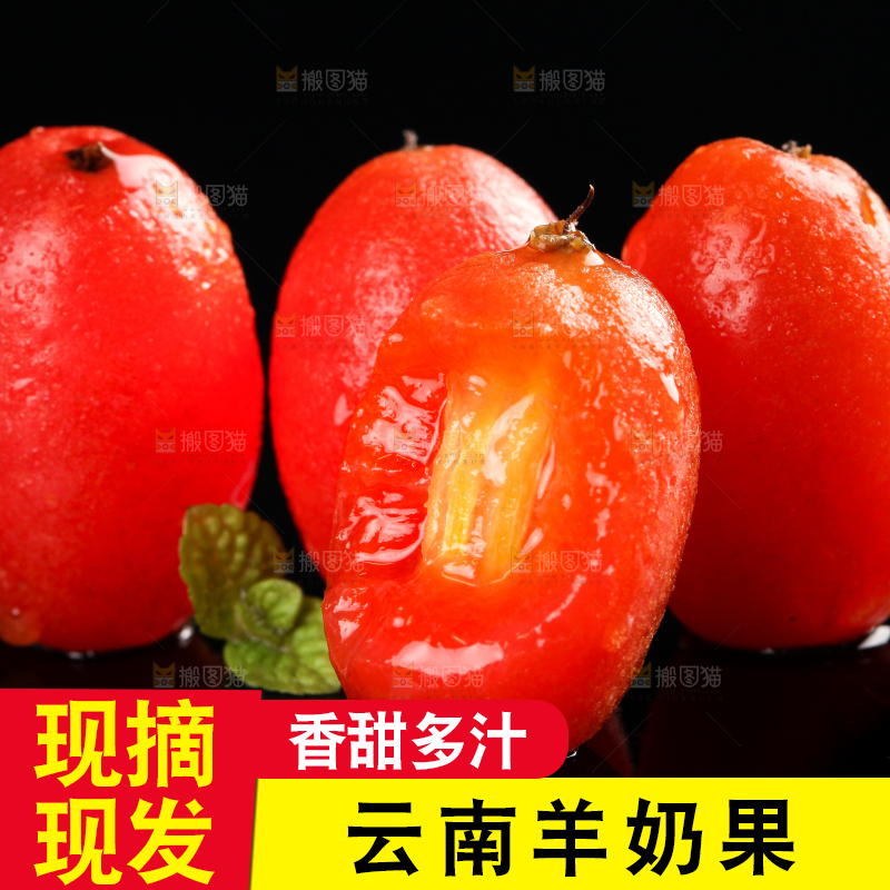 野生羊奶果放在黑底上