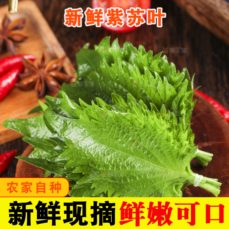 木底上的新鲜紫苏叶