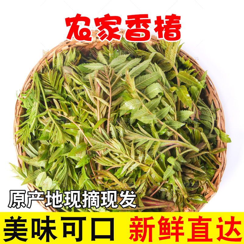 一筐山东香椿放在白底上