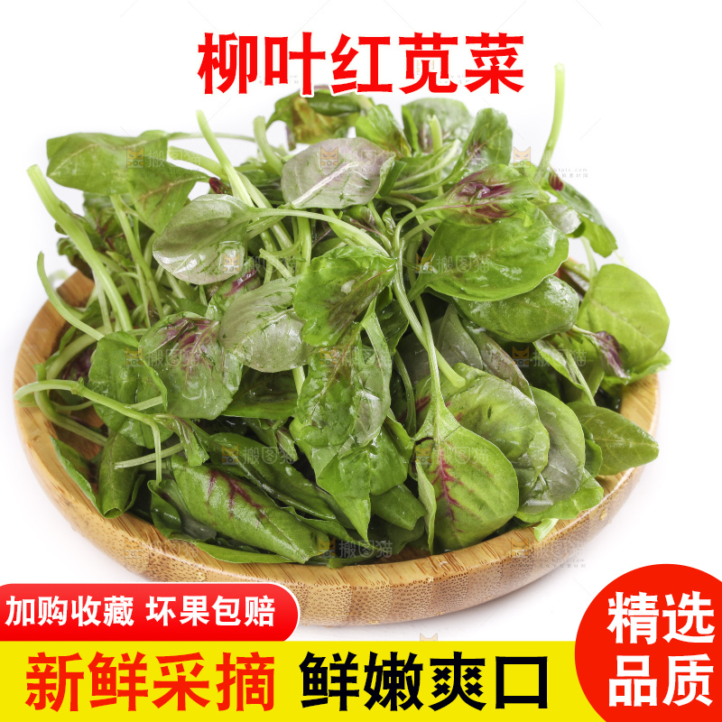 一盘农家苋菜放在白底上